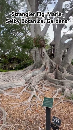 Strangler Fig-Marie Selby Botanical Gardens