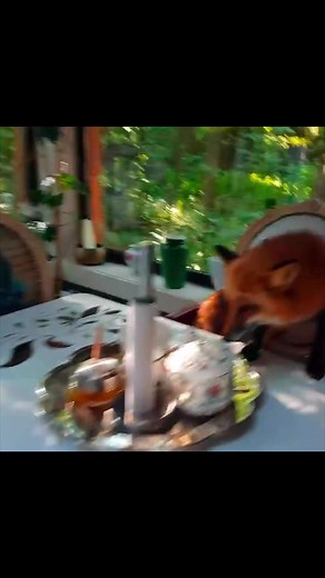 674K views · 10K reactions | Лиса Алиса 力 #лисаалиса #лиса #fox #foxes #animals #trails #Cats #Hiking #ASMR #nature #лиса #fox #foxes #animals #squirrel #video #dog #instapuppy #mastiff #pet #animals #rabbit #move #reelsfb #reels #reelsusa #travel #food #fashion #music | Лиса Алиса | Facebook