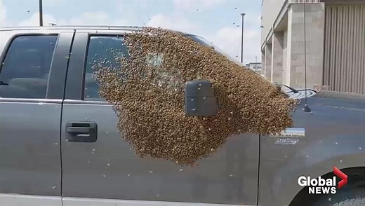Bees swarm pickup truck in Saskatoon Costco parking lot