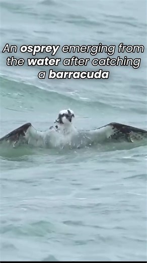 An ospery emerging from the water after catching a barracuda 🦅
