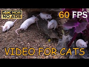 [NO ADS, NO AI] CAT TV for Cats to Watch 😺 🐭 Tiny White Mice Exploring Burrows & Wood | 4K HDR 60FPS