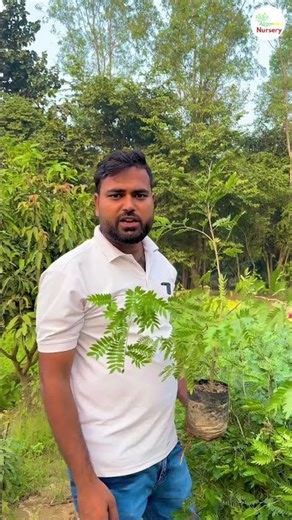 Calliandra Plant | Red Powder-Puff Flowering Shrub for Gardens | Gajraula Nursery