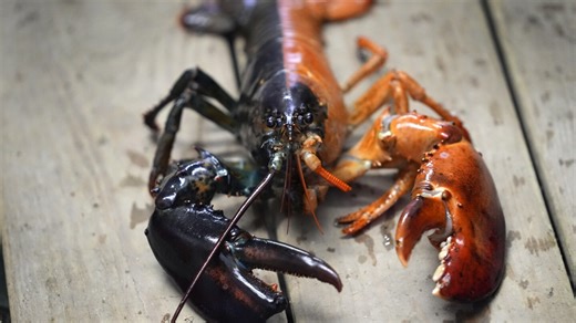 Shell shock! Strange lobsters spark curiosity, but how rare are they?