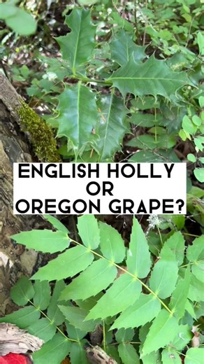 Can you tell the diff between European Holly & Oregon Grape?! #plantnerd #pnwplants #naturebc #vancouverisland #invasiveplants