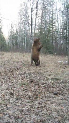 Bear Scratches Back on Tree - How Satisfying!