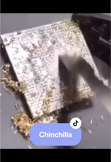 La vida y características de los chinchillas