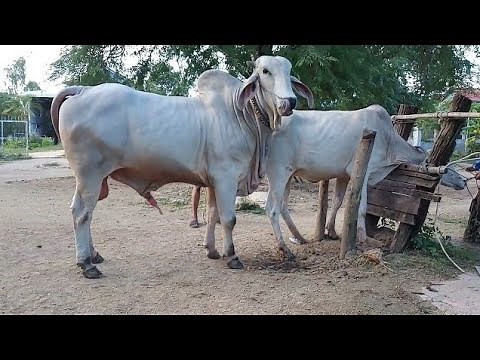 Bull Mating with small cow|Animal mating very hard|bull breeding with cow