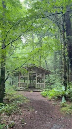 軽井沢野鳥の森 森の音に癒される散歩道 Karuizawa Bird Sanctuary #shorts