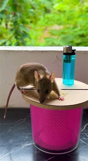 Funny! Rice bait trick so simple, mice fall for it every time #pestcontrol #DIY #funnytricks