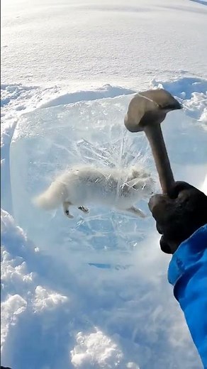 What's inside the ice? 😲 🫨 🫢 😮 😲 🫨