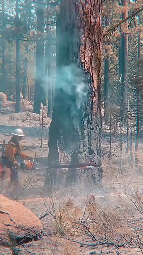 Charred felled trees #giant #satisfying #tree #oddlysatisfying #fyp | Agriculture &Tree-cutting