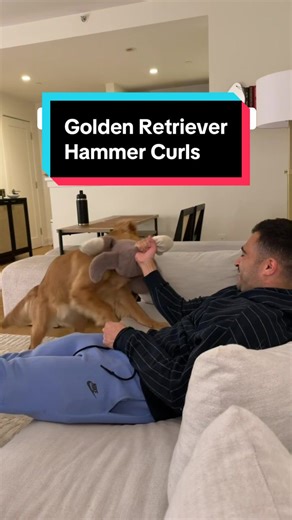 Golden Retriever Tug of War Fitness Challenge