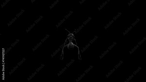 3D Ant Insect attack loop animation with front view on alpha matte, little ant Insect assault render on black background alpha channel, Ants are eusocial insects of the family Formicidae