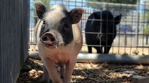 Pair of pigs found roaming in neighborhood