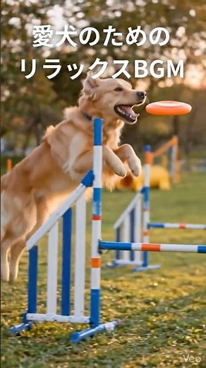 愛犬がリラックスする音楽🐶 ゴールデンレトリバーと癒しのドッグスポーツBGM #dogmusic #goldenretriever #shorts