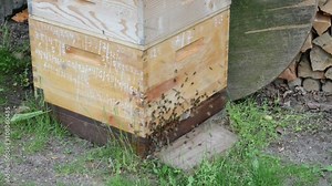 traditional bee keeper showing honey comb at Hive frame and bees