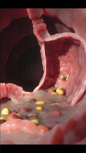 How Stomach Acid Breaks Down Food | Realistic Digestive Process Explained 🍽️🧪 | AI Anatomy