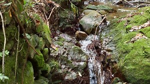 Beautiful scenery of small waterfalls in the forest and in nature.