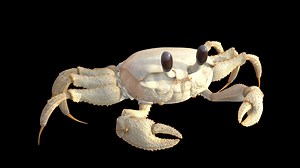 Animated Crab rigged FREE - Download Free 3D model by TwilightFox