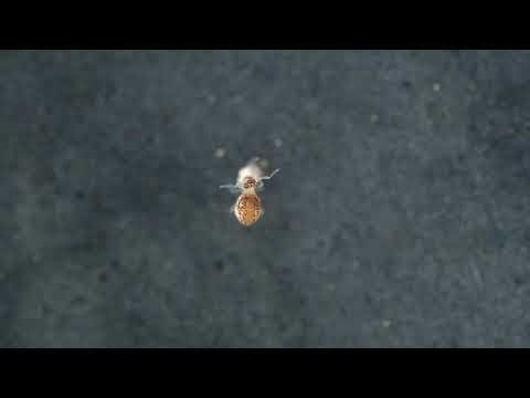 Globular springtails fighting over food