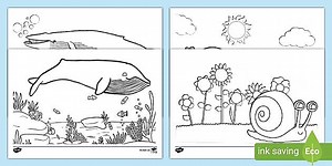 Whale and Snail Colouring