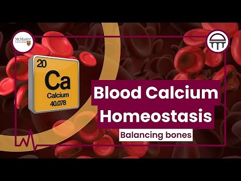 Balancing the bones: Blood calcium homeostasis