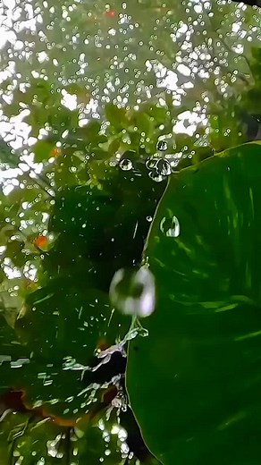 flowers on Instagram