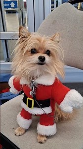 Sisco the Santa helping Salvation Army December 10, 2025