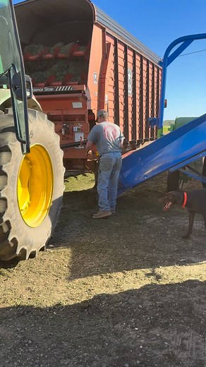 Last chopper box full of hay heading to the bagger! | Gregorich Farms