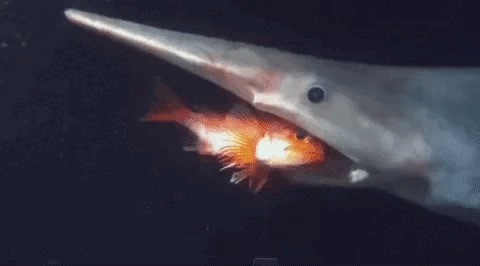 6.5K views · 222 reactions | Have you heard of the goblin shark? 麗 This fearsome fish has jaws that thrust forward to snap up its prey! Learn about more deep-sea dwellers at: https://bit.ly/432YOQD | Oceana | Facebook