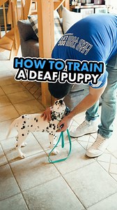 How do you raise a puppy who is deaf like Crew, a 3 month old Dalmation puppy? Let's look at this. A puppy is born with their nose open, but their eyes and ears closed. About 7-14 days after birth, the eyes open. About 21 days after birth, the ears open. So, a puppy is born blind and deaf. They navigate the beginning of their life based on their sense of smell, which will be their strongest sense for the rest of their life. So a dog's best sense by far is their nose, but we created dog training 