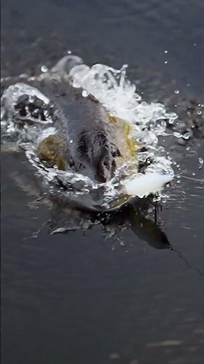 Topwater Pike STRIKE! #shorts