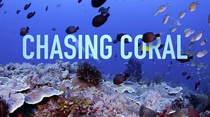 Must Watch: Official Trailer for Powerful Documentary 'Chasing Coral' | FirstShowing.net