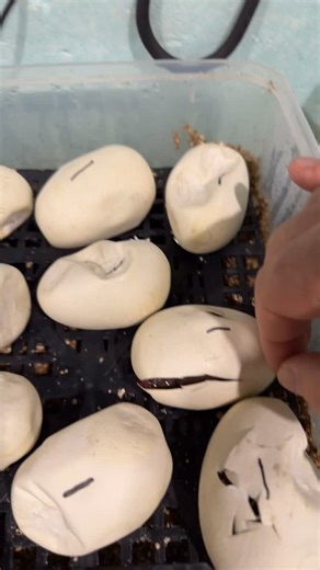 🐍 Welcome to the world little guy 🐍 Australian Scrub Pythons (Simalia Kinghorni) ❤️My personal favourites ❤️ @lv_exotic_pets 🏡 101B Argyle St, Traralgon, Vic | Lv Exotic Pets