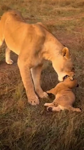 Thirsty Lioness Drinks With Her Newborn Cubs | Maasai Mara National Reserve #lion #wildlife #shorts