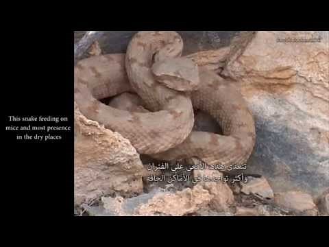 وادي الأفاعي - Snakes Valley