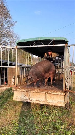 PiggFarming on Instagram: "3 Ways to Raise Pigs for BIG Farmhouse Profits! 🐷💰 Want to turn pig farming into a highly profitable business? In this video, we’ll show you three powerful ways to raise pigs in a farmhouse setting and maximize your earnings. Whether you’re just starting out or already farming, these practical tips will help you boost your farm’s profitability while ensuring your pigs grow healthy and strong. We’ll cover: ✅ The best pig breeds for fast growth and high returns ✅ Feedi