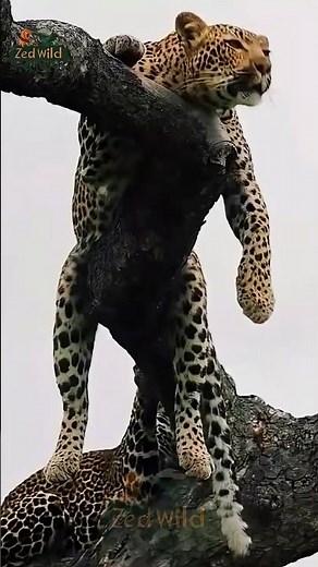 Why Leopards Love Sleeping in Trees 🌳 | Nature’s Stealthy Predator