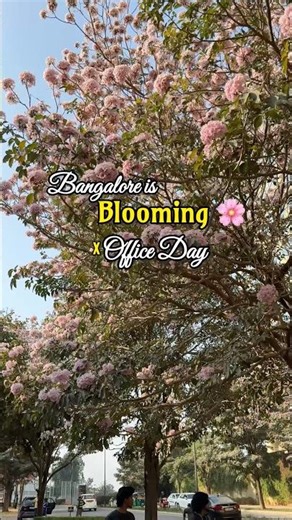 Adhey Traffic… Aana Bangalore Full Bloom 🌸 | officeseries#10 | #bloom #shorts