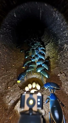 Pill Bug / Woodlouse (Armadillidium vulgare, burrowing isopod)