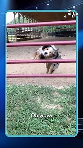 Coming in hot with the matrix moves 🕶️ Stream World’s Most Talented Pets on The Pet Collective, Tuesdays at 2pm ET. | Plex Pro