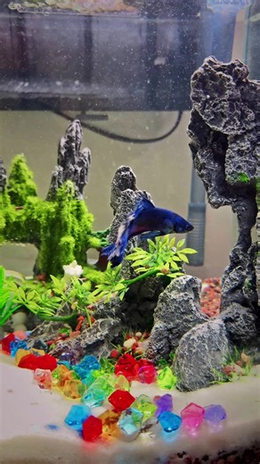 ทำบ้านให้ใหม่ ออกมาโชว์ตัวหน่อยลูก 🥰🥰#ปลากัดไทยสัตว์น้ําประจําชาติ🇹🇭