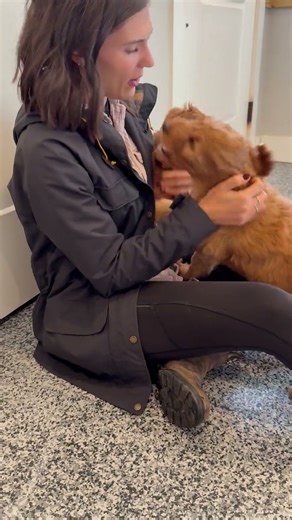 Goldendoodle Puppies