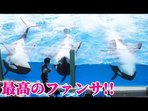 鴨川シーワールド「シャチショー」のファンサパフォーマン最高!! シャチパフォーマン KamogawaSeaWorld orca killerwhale