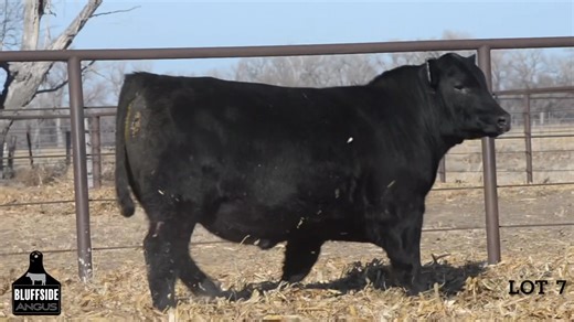 𝐋𝐨𝐭 𝟕 AAA *21469048 This son of SAV National Anthem is a free-moving bull with a pedigree stacked with influential Angus cows! | Bluffside Angus