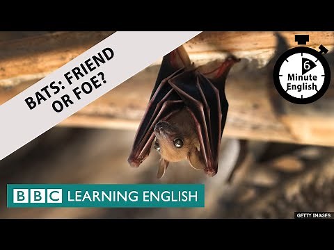 Bats: Friend or foe? - 6 Minute English