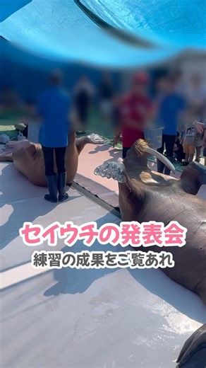 セイウチの猛特訓の成果をご覧あれ‼︎#伊勢シーパラダイス#セイウチ#水族館#動物園