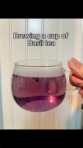 Basically about Basil on Instagram: "Here I give a tutorial on brewing basil tea. The main take away is to not soak basil tea too long. Just a minute or two is perfect. Basil tea can make some beautiful colors such as this purplish pink. You can also get yellow, red, blue, and light green. There is a great variety of flavors too. This one is rich and herbal with hints of berries. #basil #basiltea #herbaltea #tea"