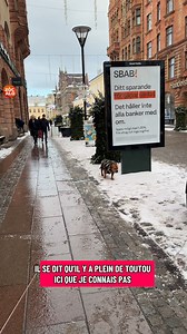 Road-trip en Europe avec Malki le Staffy ! 🐶✨ 🇫🇷 France 🇧🇪 Belgique 🇳🇱 Pays-Bas 🇩🇪 Allemagne 🇩🇰 Danemark 🇳🇴 Norvège 🇸🇪 Suède 🇫🇮 Finlande 🇪🇪 Estonie 🇱🇻 Lettonie 🇱🇹 Lituanie 🇵🇱 Pologne 🇨🇿 Tchéquie Voyager avec son chien en Europe ! #staffy #DogTravel #Voyage #RoadTripEurope #traveldog | Malki Red Star Officiel