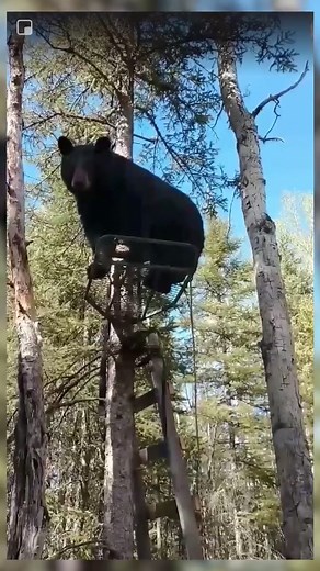 Black bear spotted in hunter's tree stand